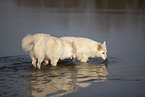 white shepherd
