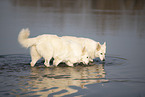 white shepherd