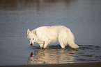 white shepherd