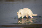 white shepherd