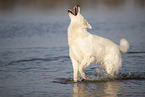 white shepherd