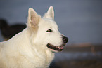 white shepherd