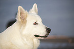 white shepherd
