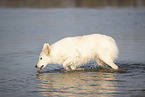 white shepherd