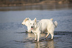 white shepherd