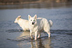 white shepherd