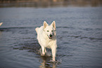 white shepherd