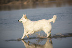 white shepherd