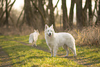 white shepherd