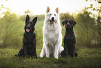 Black Shepherd, White Shepherd and Labrador