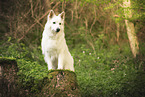 White Shepherd