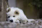 White Shepherd Puppy