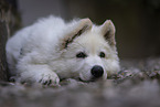 White Shepherd Puppy