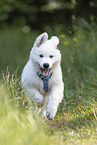 White Shepherd Puppy