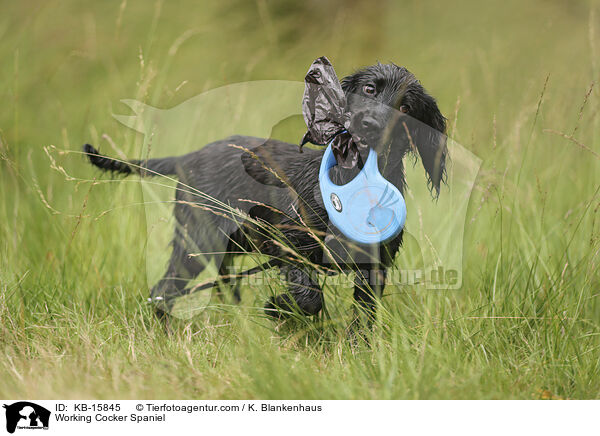 Working Cocker Spaniel / KB-15845