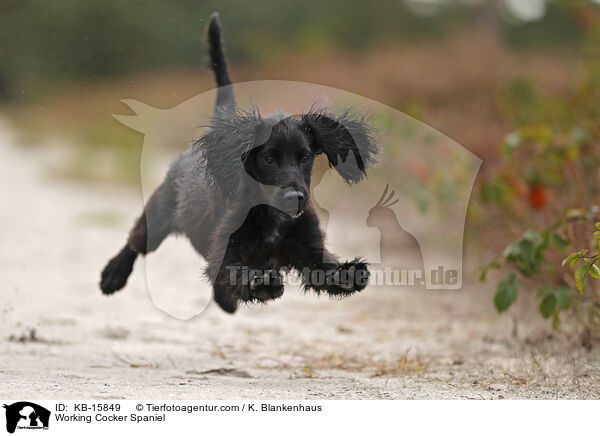 Working Cocker Spaniel / KB-15849