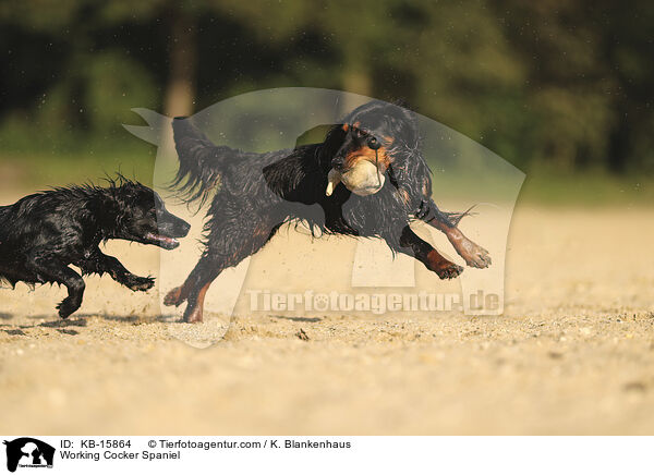 Working Cocker Spaniel / KB-15864