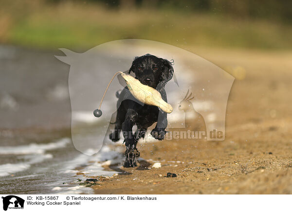 Working Cocker Spaniel / KB-15867