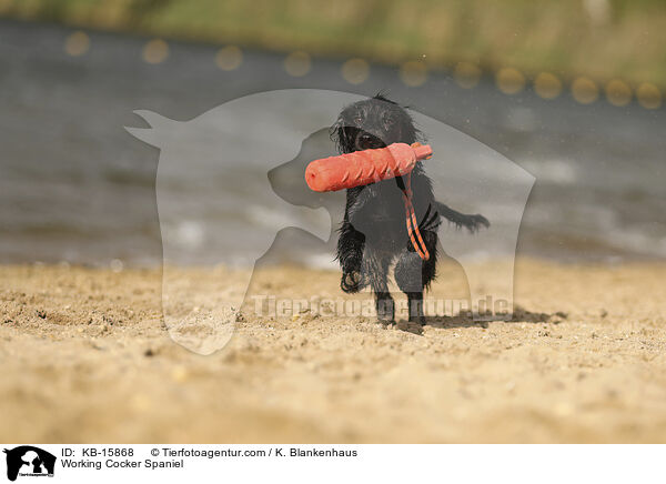Working Cocker Spaniel / KB-15868