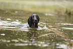 Working Cocker Spaniel