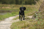 Working Cocker Spaniel