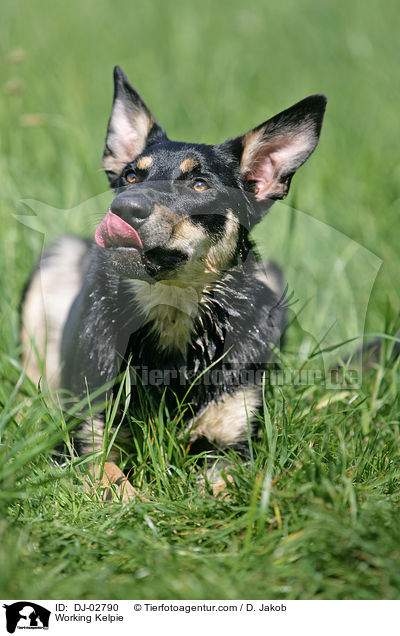 Working Kelpie / DJ-02790