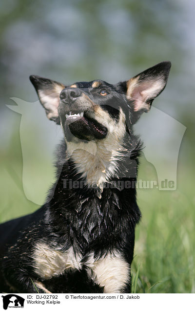 Working Kelpie / DJ-02792