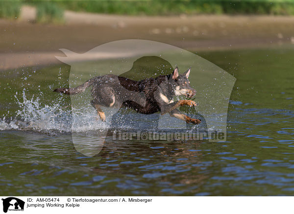 springender Working Kelpie / jumping Working Kelpie / AM-05474