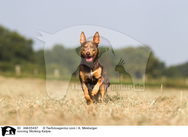 rennender Working Kelpie / running Working Kelpie / AM-05497