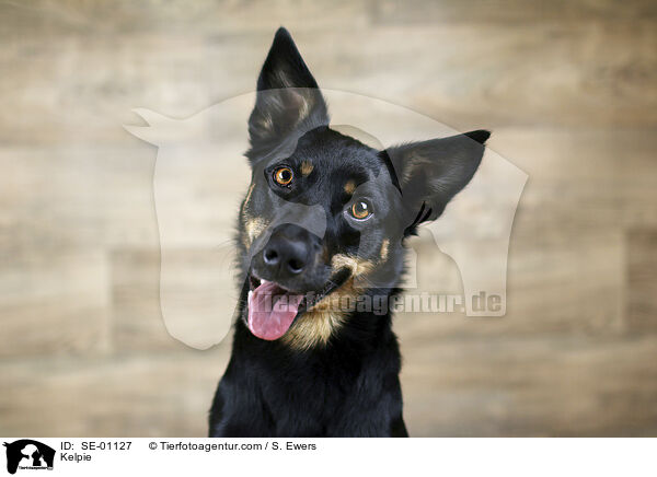 Kelpie / Kelpie / SE-01127