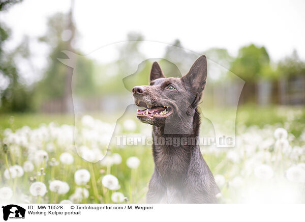 Working Kelpie portrait / MW-16528