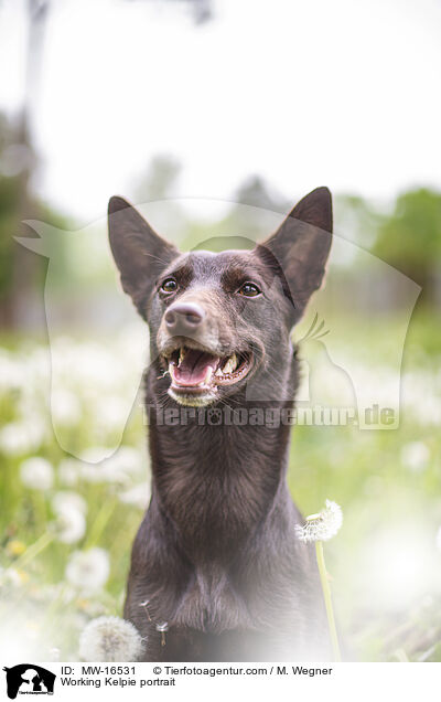 Working Kelpie portrait / MW-16531
