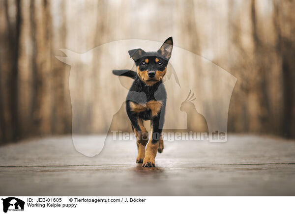Working Kelpie puppy / JEB-01605