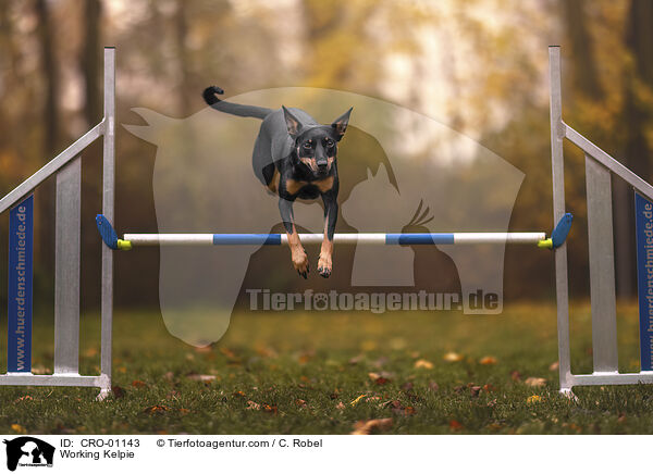 Working Kelpie / Working Kelpie / CRO-01143