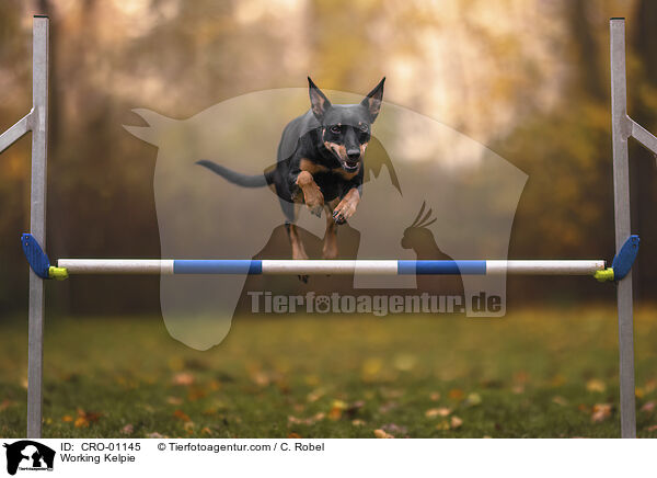 Working Kelpie / Working Kelpie / CRO-01145