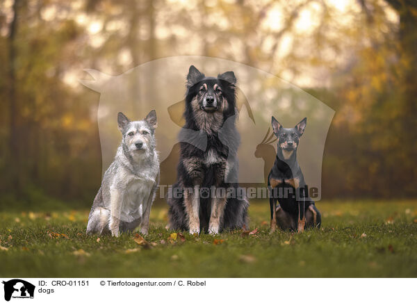 Hunde / dogs / CRO-01151