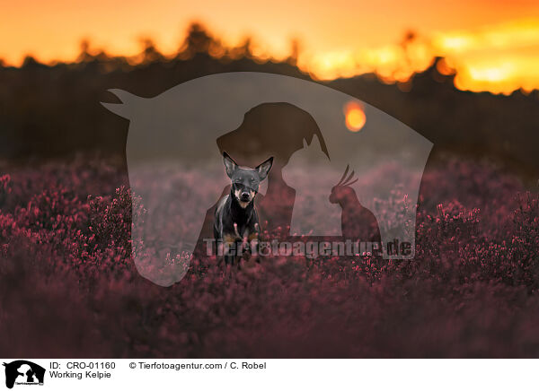 Working Kelpie / Working Kelpie / CRO-01160