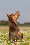 Working Kelpie Portrait