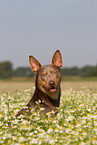 Working Kelpie Portrait