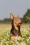 Working Kelpie Portrait