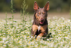 Working Kelpie Portrait
