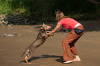 Working Kelpie