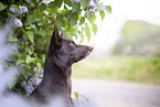 Working Kelpie portrait