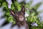 Working Kelpie portrait