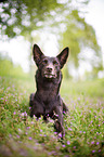 lying Working Kelpie
