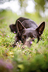 lying Working Kelpie