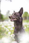 Working Kelpie portrait