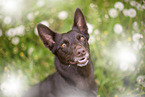 Working Kelpie portrait