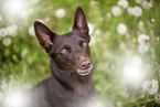 Working Kelpie portrait