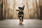 Working Kelpie puppy